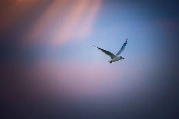 Flying seagull bird on blue sky over sea waves at sunrise