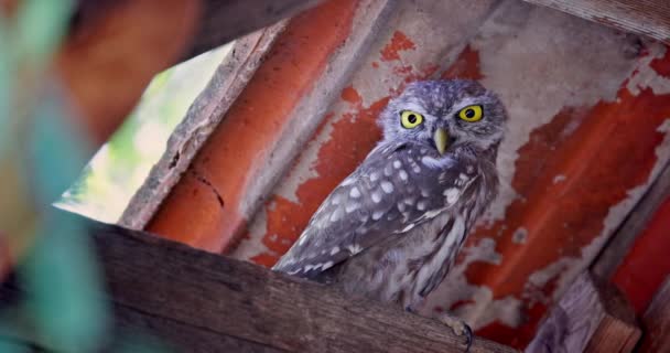 小猫头鹰 Athene Noctua 栖息在森林中一座废弃建筑的屋顶下 — 图库视频影像