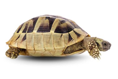 Kaplumbağa vahşi hayvan kesme yolu olan beyaz bir arka planda izole.
