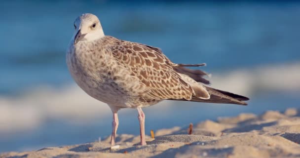 Havsmås Mås Vilt Fågel Stående Stranden Vackra Havet Soluppgång Video — Stockvideo