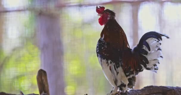 Haan Kraait Een Boerderij Pluimvee Huishoudelijke Haan Vogel Video — Stockvideo