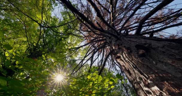 緑の森 リラクゼーションの自然ビデオを通してセコイアのレッドウッドの木と輝く太陽 — ストック動画