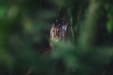 Long-eared owl wildlife bird watching from a pine tree branch in a mystery wood