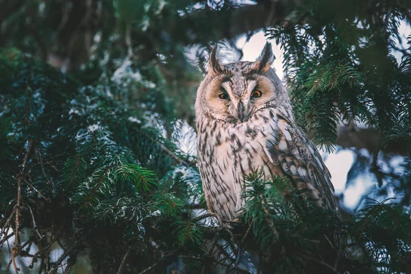 Long Eared Owl Wildlife Bird Watching Pine Tree Branch Mystery — Photo