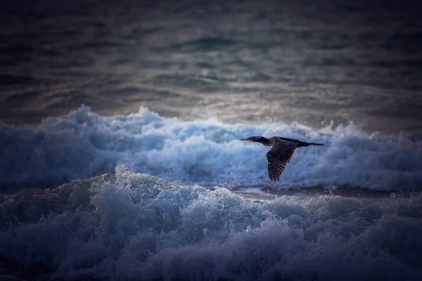 Great Cormorant Phalacrocorax Carbo Bird Flying Sea Waves Sunrise Splashing — Stock Photo, Image