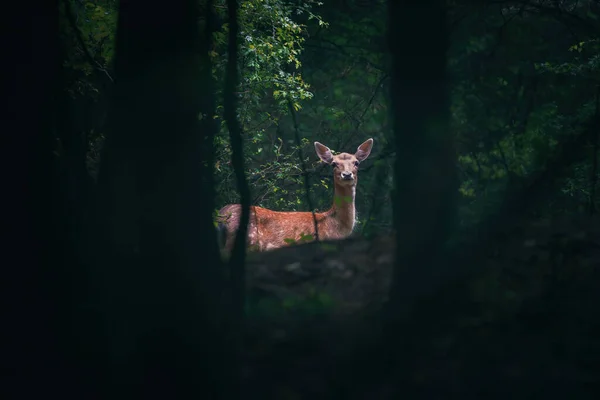 Kleines Reh Junges Reh Hirsch Mystischen Wald — Stockfoto