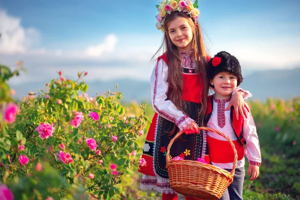 Bulgaarse Rose Damascena Veld Rozenvallei Kazanlak Bulgarije Jongen Meisje Etnische — Stockfoto