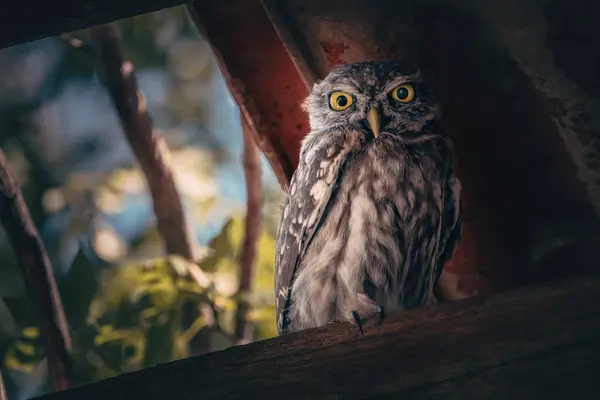 Little Owl Athene Noctua Owlet Perched Roof Derelict Building Countryside — Stock Photo, Image