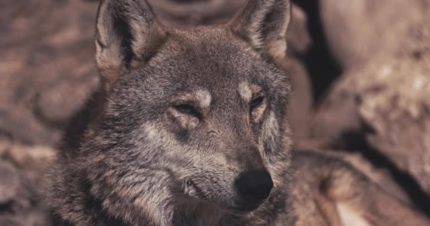 Grey Wolf Αρπακτικό Υπαίθριο Στη Φύση Άγρια Ζώα Canis Lupus — Αρχείο Βίντεο
