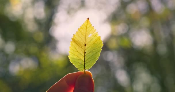 秋の葉が手を動かし 森の秋の木の秋の枝で日光を照らす 秋の季節のインスピレーションビデオ4K — ストック動画