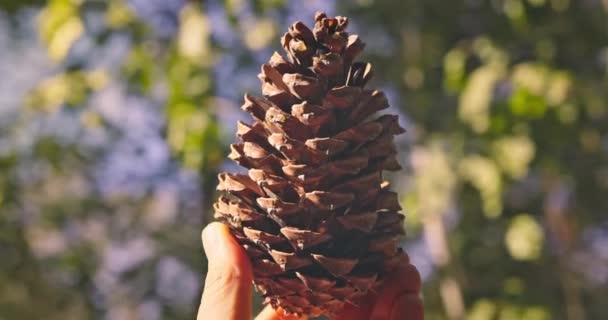 Grande Cone Abeto Pinecone Floresta Mão Homem Olheiro Livre Época — Vídeo de Stock