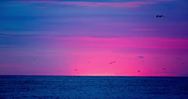 Pemandangan Laut Matahari Terbit Atas Cakrawala Laut Dan Burung Camar — Stok Video