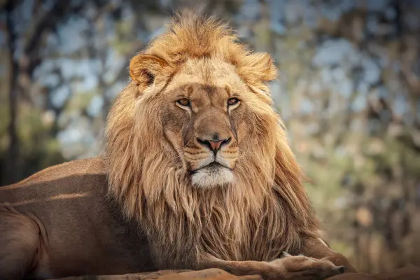 狮子王野生动物非洲捕食者户外 — 图库照片