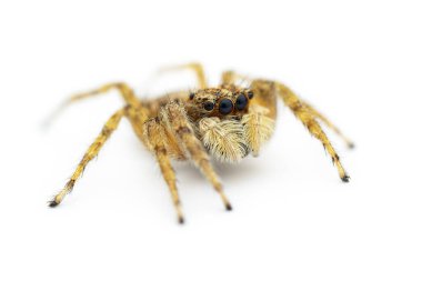 Beyaz arkaplanda izole edilmiş zıplayan örümcek makro görüntüsü