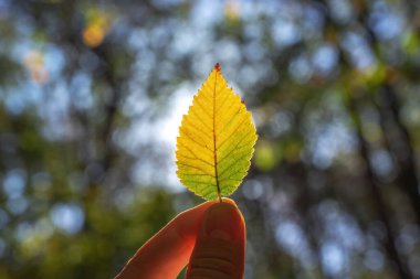 Sonbahar yaprakları elinde döner ve ormandaki ağaçların sonbahar dallarında parlayan güneş ışığı, sonbahar mevsiminde ilham verir.