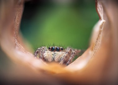 Macro, yeşil bir yaprağın üzerinde zıplayan örümceğe yaklaş