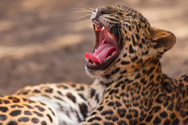 豹纹豹野生生物非洲食肉动物户外 — 图库照片