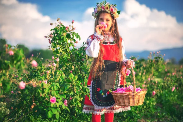 美丽的自由女童军日出时在田野里采摘含油的玫瑰 — 图库照片