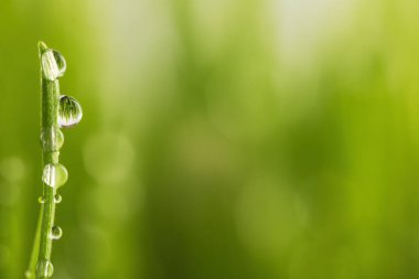 Bıçaklarında çiy olan yeşil ıslak çimenler. Sığ DOF