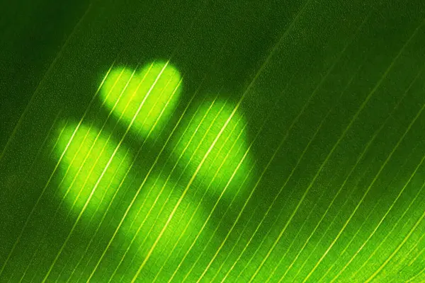 Grünes Blatt Mit Kleeblattförmigen Lichtern Makroaufnahme — Stockfoto