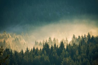 Puslu çam ormanı bir doğa rezerv dağ yamacında