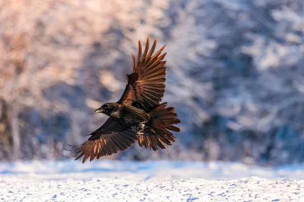 Black raven bird fly over snowy trees in wilderness forest wildlife nature