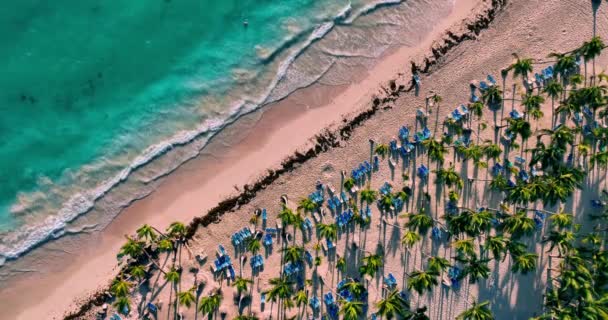 해변에 이국적인 야자수와 편안한 사람들 카리브해 — 비디오