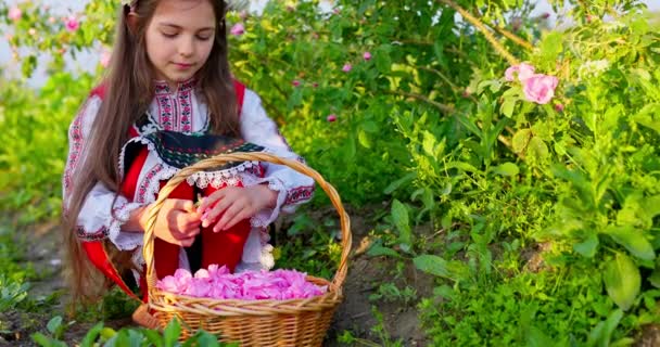 Bułgaria Olej Łożysko Róże Damascena Pole Piękna Kobieta Młoda Bułgarska — Wideo stockowe