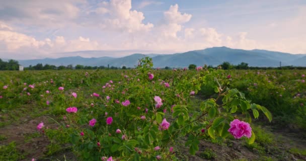 Bulgare Rose Damascène Floraison Champ Huile Aromatique Roses Montagnes Paysage — Video
