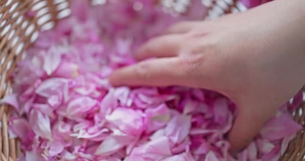 Rosa Rosa Pétalos Fondo Mano Una Mujer Toque Flores Primer — Vídeo de stock