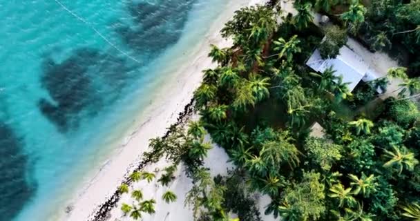 Luftaufnahme Vom Tropischen Inselstrand Mit Palmen Und Karibik Dominikanische Republik — Stockvideo