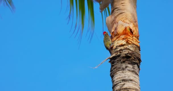 Green Woodpecker Palm Tree Tropical Forest Exotic Bird Punta Cana — Stock Video