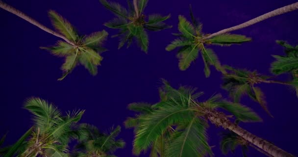 Пальмовые Листья Пляже Ночное Небо Звездами Низкого Угла Обзора Видео — стоковое видео