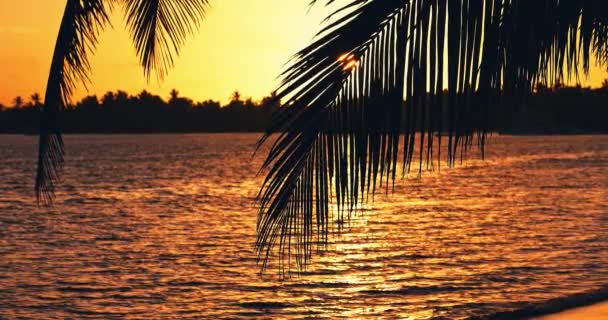 オーシャンパラダイスサンセット カリブ海の日差し 野生のビーチの海岸とココナッツのヤシの木のシルエットが遅い動き4Kビデオ — ストック動画