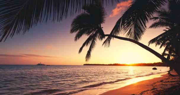 Exotischer Strand Mit Palmen Der Tropischen Karibik Insel Bei Sonnenuntergang — Stockvideo