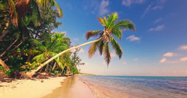 パラダイストロピカルアイランドのパノラマ ヤシの木のビーチとカリブ海 — ストック動画