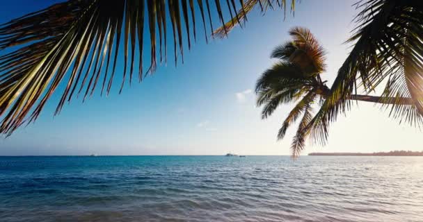 Meerblick Richtung Karibik Vom Paradiesischen Tropischen Inselstrand Mit Palmen Video — Stockvideo