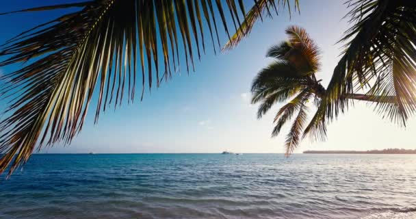 Tropische Insel Seelandschaft Des Karibischen Meeres Und Strand Von Palmen — Stockvideo