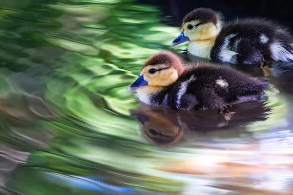 Small little yellow ducks floating in a forest lake, cute ducklings swimming in water with reflection