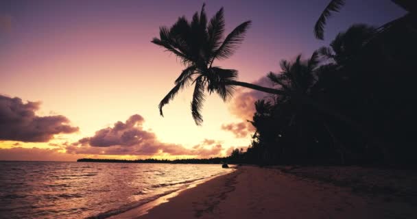 Caribbean Paradise Island Beach Color Scenic Sunrise Sea Shore Palm — Stock Video