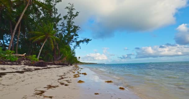 Costa Salvaje Isla Tropical Playa Con Palmeras Selva Mar Caribe — Vídeo de stock