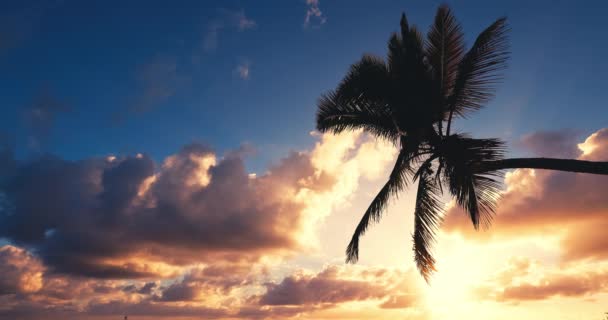 Giungla Palme Con Panoramico Bellissimo Paesaggio Nuvoloso All Alba Spiaggia — Video Stock
