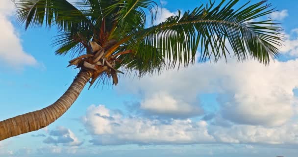 Palmendschungel Mit Landschaftlich Schöner Sonnenaufgangswolkenlandschaft Palmenstrand Blauem Himmel Und Wolken — Stockvideo