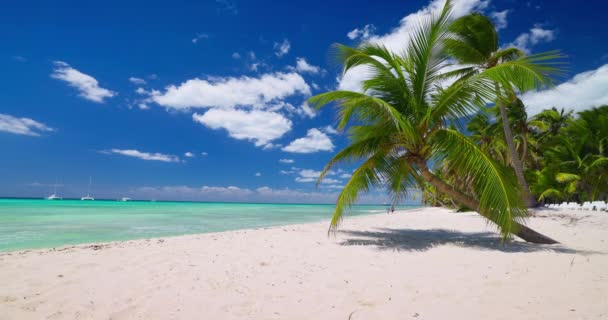 カリブ海のエキゾチックなヤシの木ラグーン リラクゼーション観光地とパラダイス熱帯島のビーチショア — ストック動画