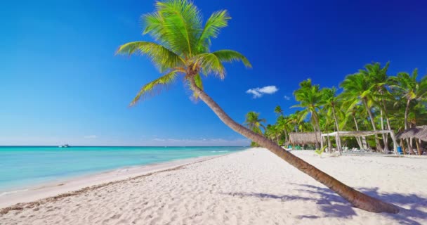 Paradiesische Tropische Inselstrände Mit Exotischen Palmen Und Karibischem Meer Bei — Stockvideo