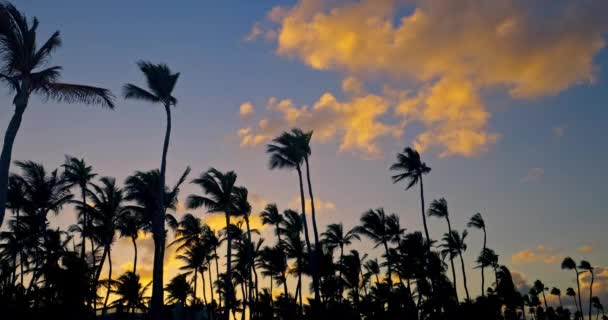 緑豊かなトロピカルパームの木のシルエットは 風の下に穏やかに揺れている景色の日没の空雲 — ストック動画