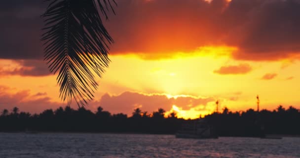 Cennet Tropikal Adası Sahili Egzotik Lagün Palmiyeleri Karayip Denizinde Yelkenli — Stok video