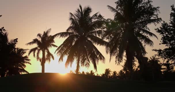 Тропическая Ночь Над Пальмами Поле Гольфа Экзотический Карибский Закат Над — стоковое видео