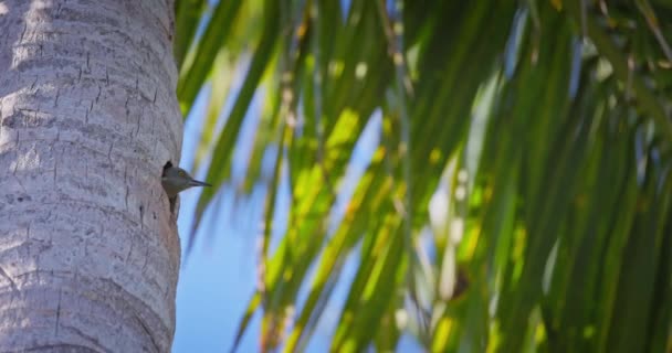 Zöld Harkály Egy Pálmafán Egy Trópusi Erdőben Egzotikus Madár Punta — Stock videók