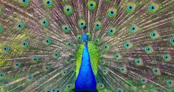 孔雀鸟与扇形开放尾舞 色彩艳丽的孔雀鸟眼睛图案户外 — 图库视频影像
